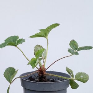 Aardbeiplant 'Ostara', doorbloeiend, biologisch
