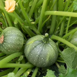 Courgette 'Ronde van nice', biologisch