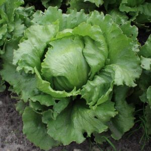 IJsbergsla 'Saladin', biologisch