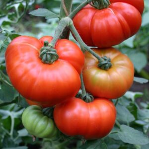 Vleestomaat 'Marmande', biologisch