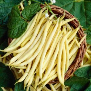 Stamslaboon Sperzieboon ‘Valdor wasboon’, 3 plantjes per potje, biologisch