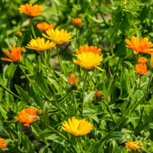 Goudsbloem, biologisch (3 plantjes per potje)